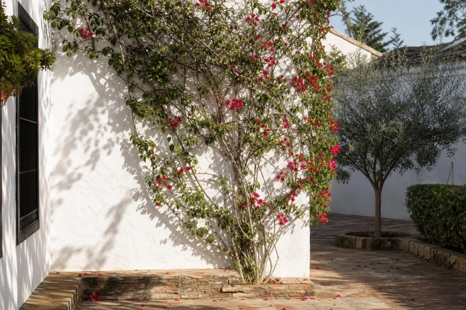 Muro de patio encalado con planta trepadora